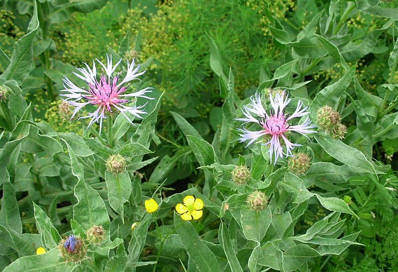 Centaurea triumfettii / Fiordaliso di Trionfetti